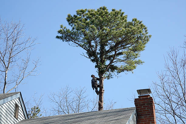 How Our Tree Care Process Works  in  Estill Springs, TN